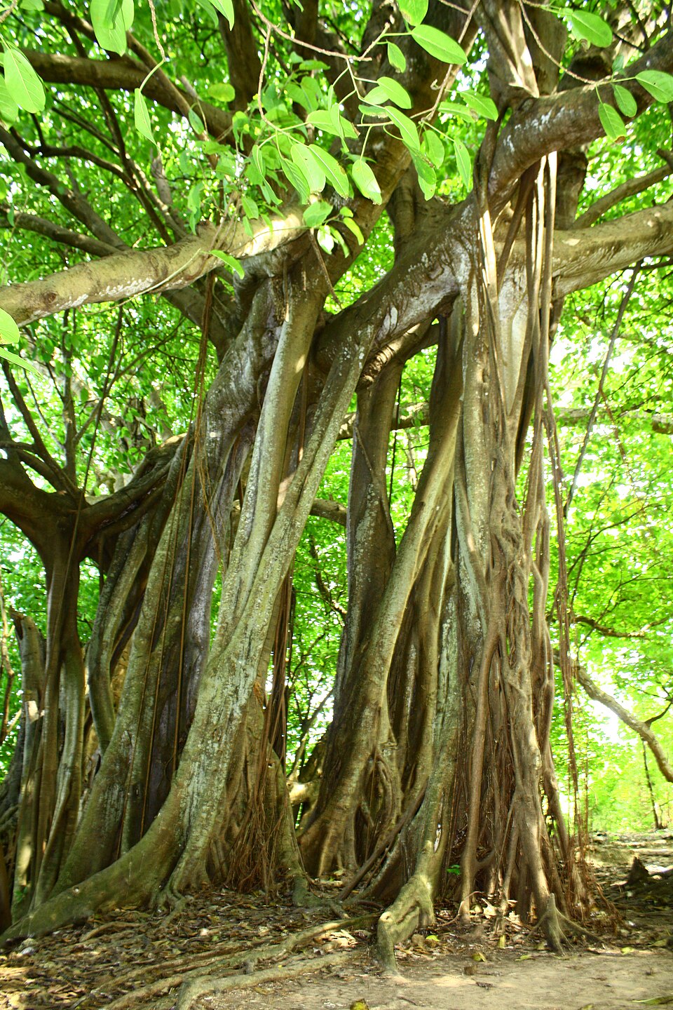 Ficus benghalensis (Ficus Audrey)