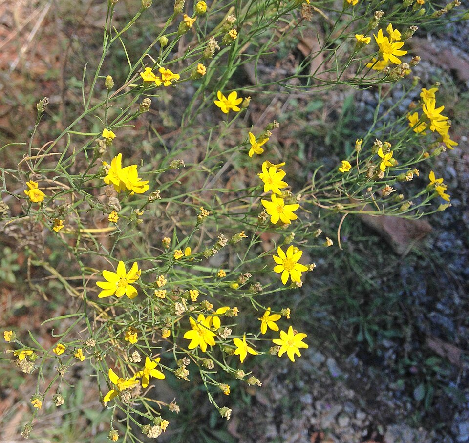 Amphiachyris dracunculoides (prairie broomweed) (alternate view 2)