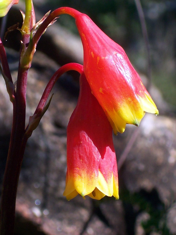 Blandfordia nobilis (Christmas Bells) (alternate view 6)