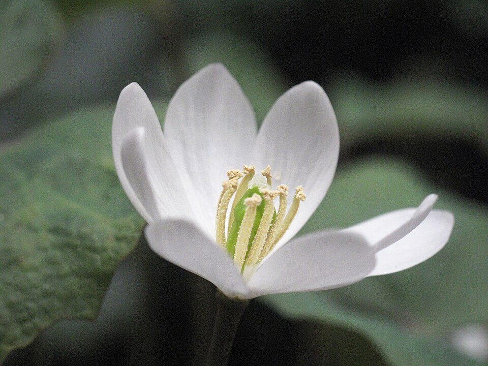 Jeffersonia diphylla (twinleaf) (alternate view 8)