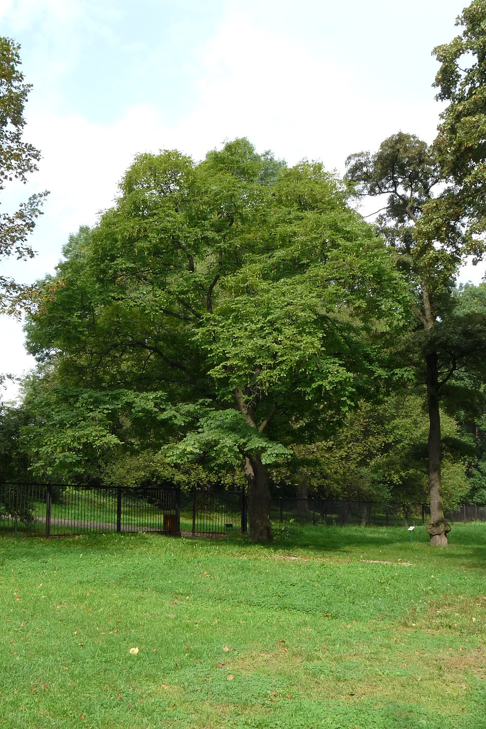 Cladrastis kentukea (American Yellowwood) (alternate view 6)