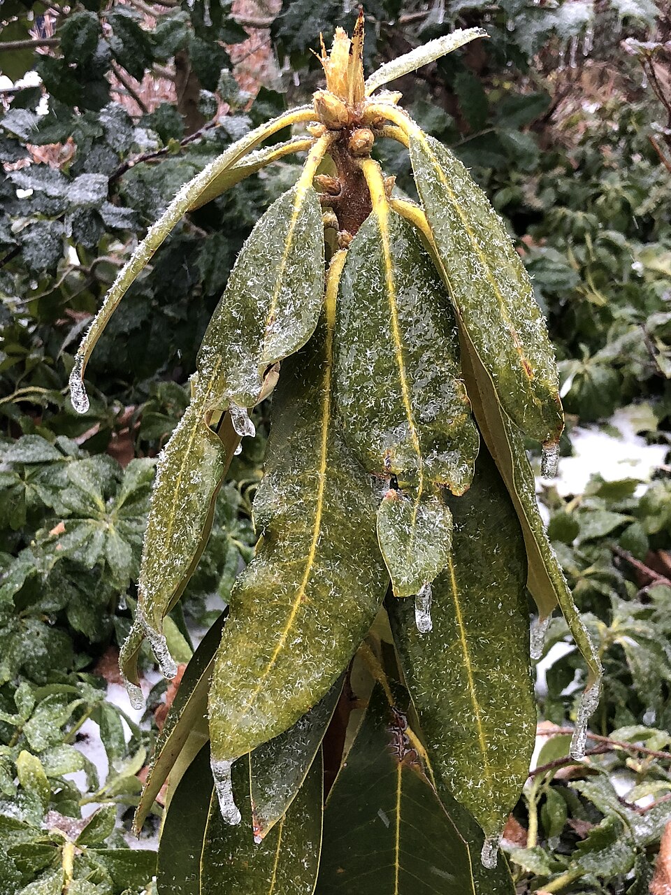 Rhododendron maximum (great rhododendron)
