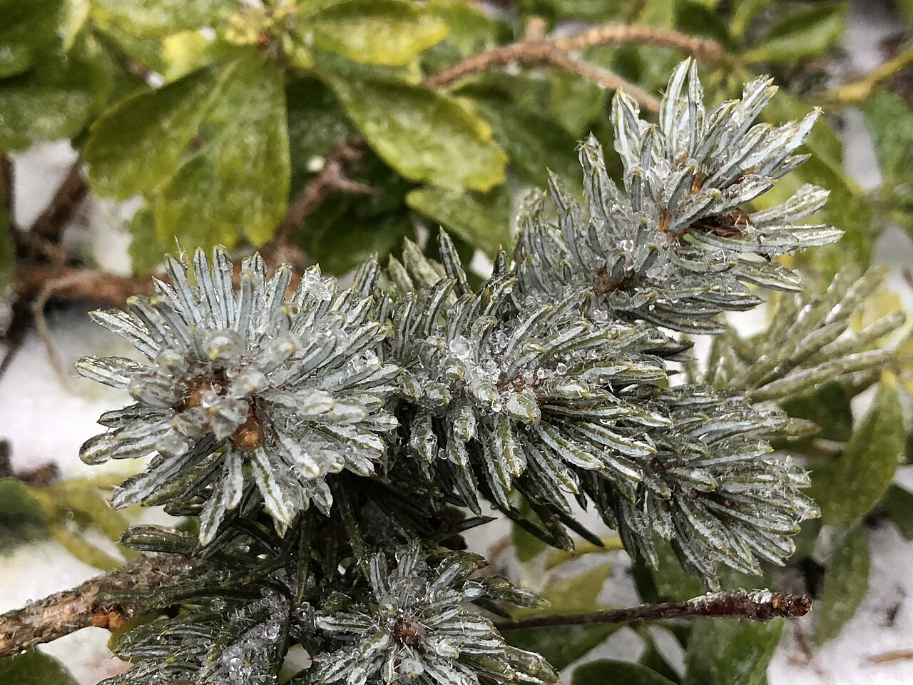 Picea pungens 'Hoopsii', Hoopsii blue spruce — upright evergreen (Pinaceae) (image 8 of 9)
