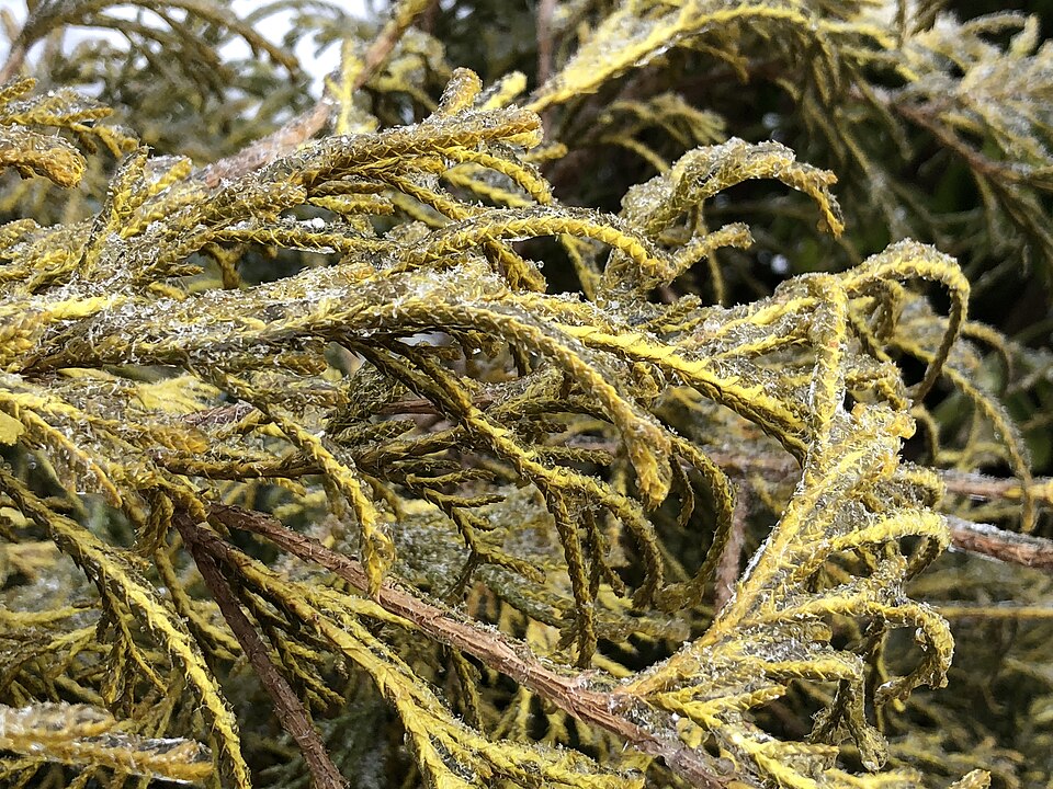 Chamaecyparis pisifera 'Sungold' (Sungold Falsecypress) (alternate view 3)