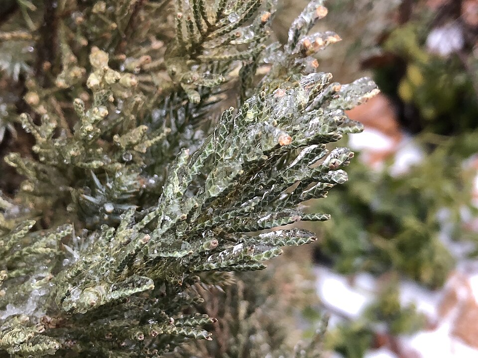 Juniperus chinensis 'Blue Point' (Blue Point Juniper) (alternate view 2)