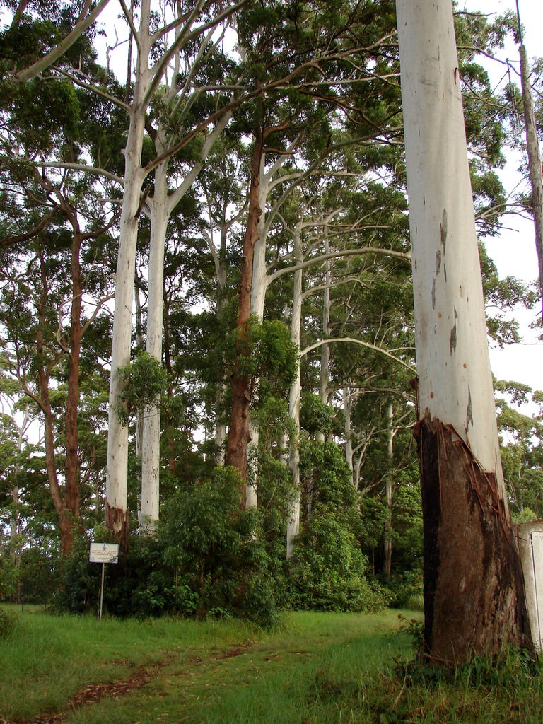 Eucalyptus grandis (Flooded Gum) (alternate view 6)
