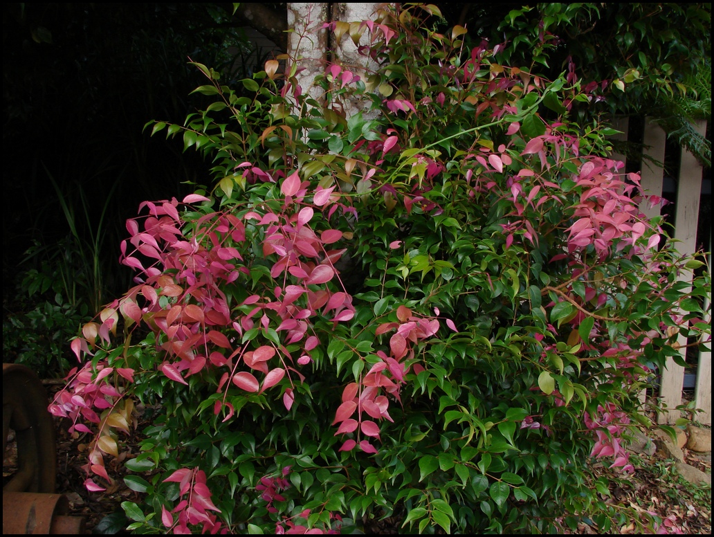 Syzygium luehmannii, Riberry — upright evergreen (Myrtaceae) (image 4 of 10)