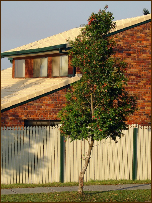 Syzygium luehmannii, Riberry — upright evergreen (Myrtaceae) (image 5 of 10)
