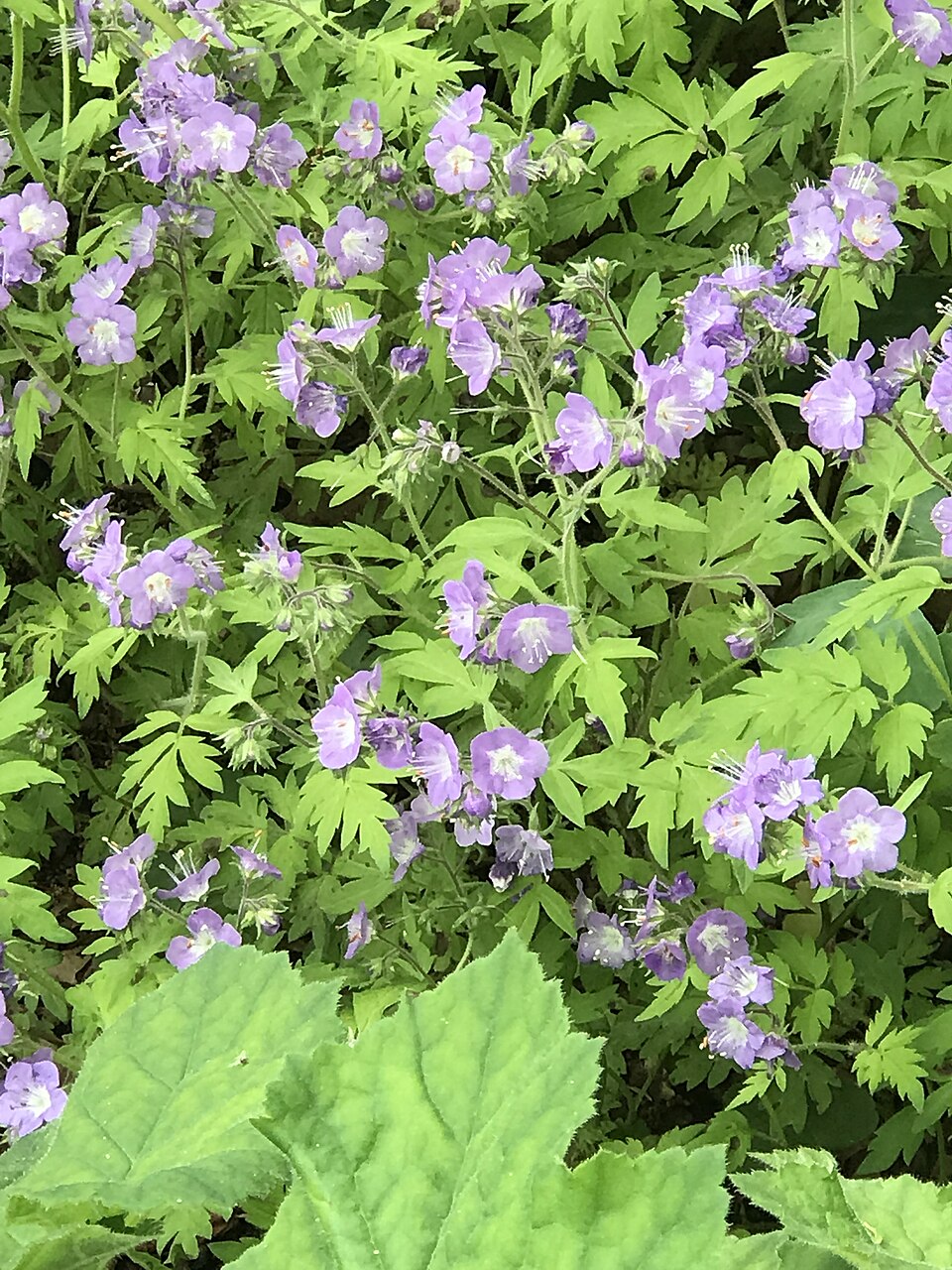 Phacelia bipinnatifida (Purple Phacelia) (alternate view 10)