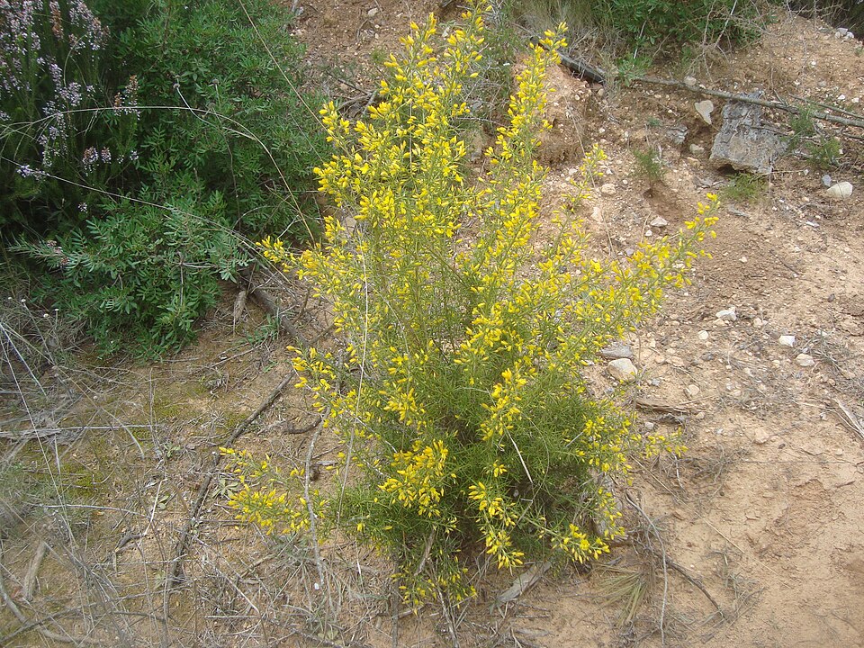 Ulex (Gorses) (alternate view 5)