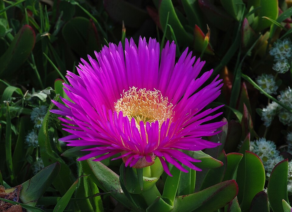Carpobrotus chilensis (Chilean sea fig) (alternate view 7)