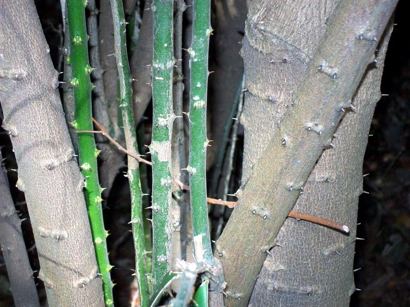 Capparis arborea (Brush Caper Berry)