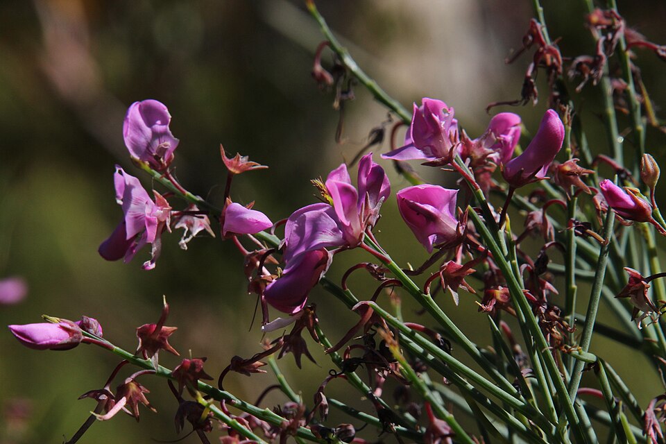 Indigofera (Indigos)