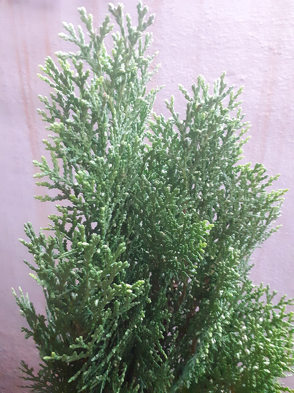 Platycladus orientalis 'Aurea Nana' (Berckmans Gold Arborvitae)