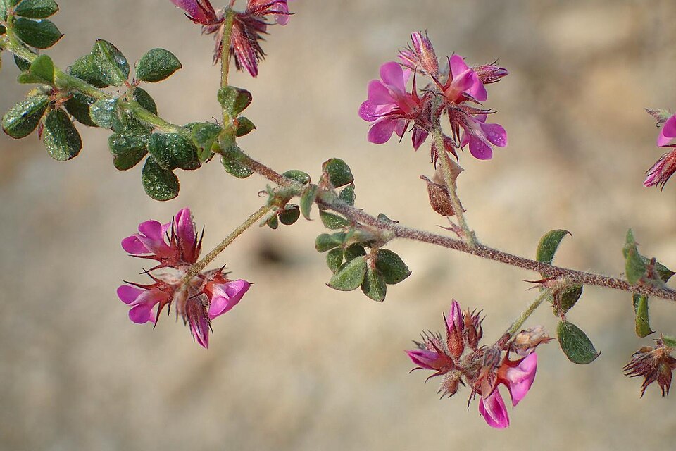 Indigofera (Indigos) (alternate view 2)