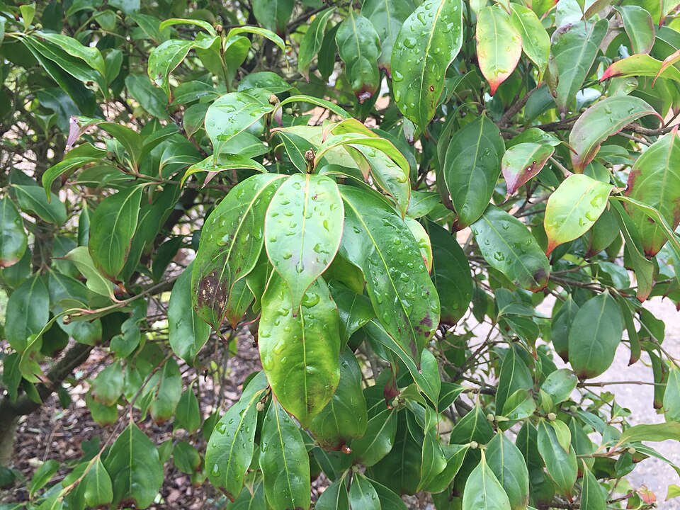 Cornus hongkongensis