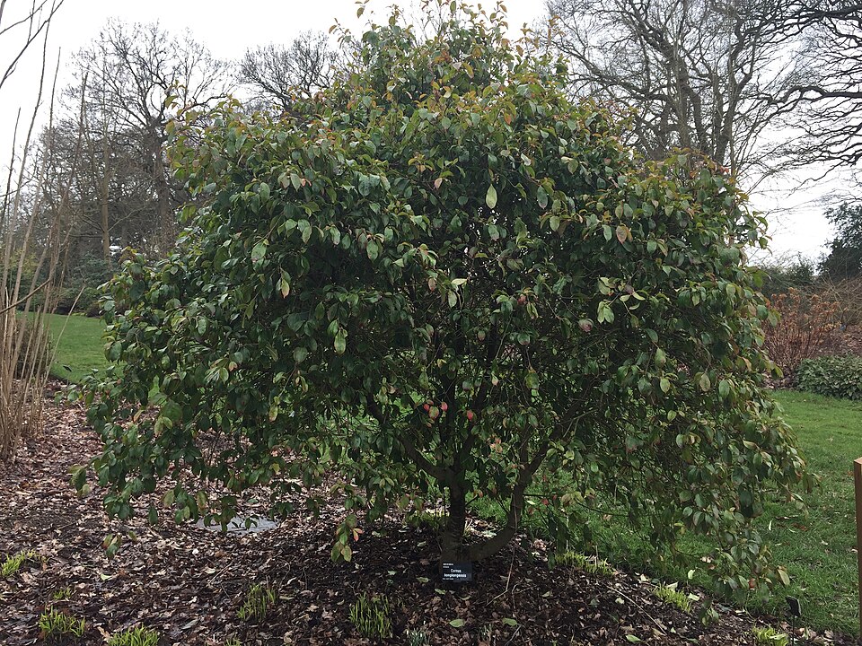 Cornus hongkongensis (alternate view 2)