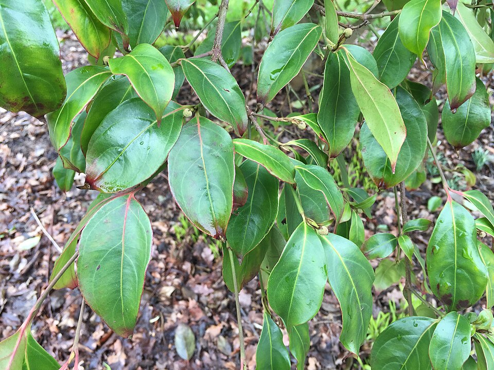 Cornus hongkongensis (alternate view 3)