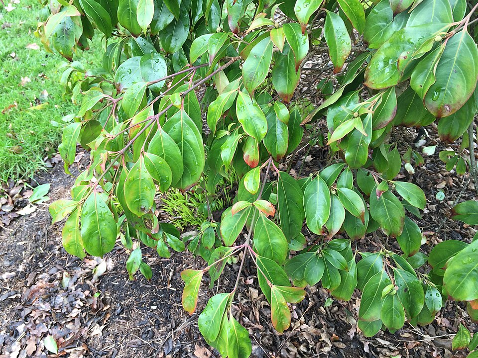 Cornus hongkongensis (alternate view 4)