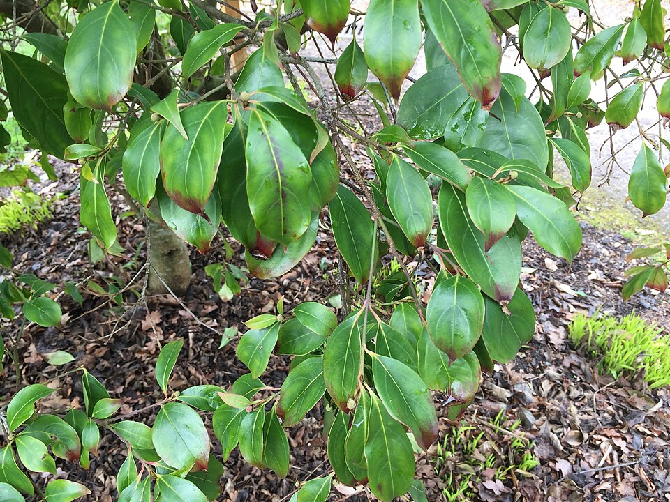 Cornus hongkongensis (alternate view 5)