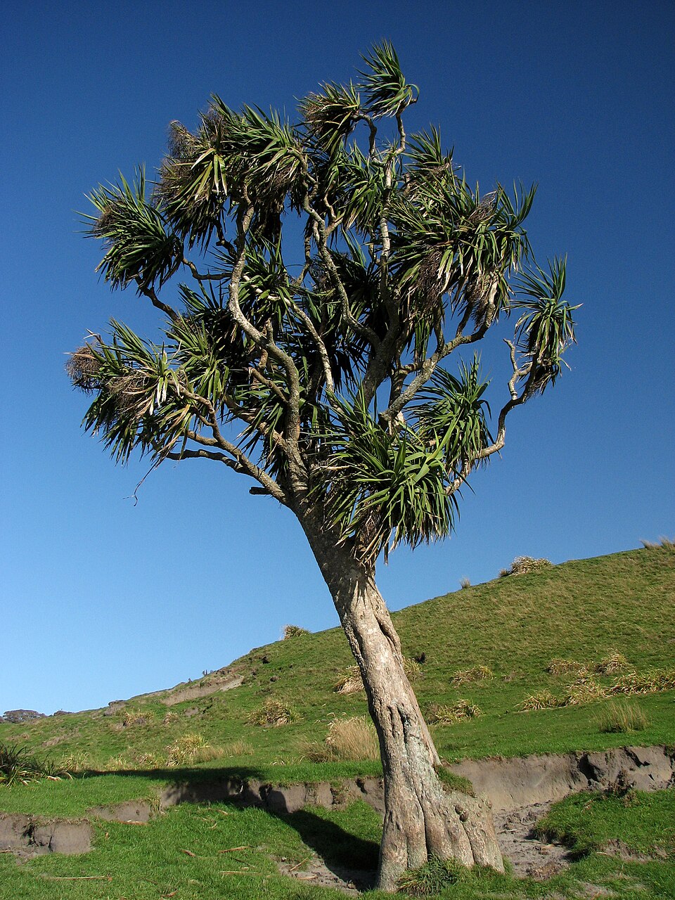 Cordyline australis (New Zealand cabbage tree) (alternate view 10)