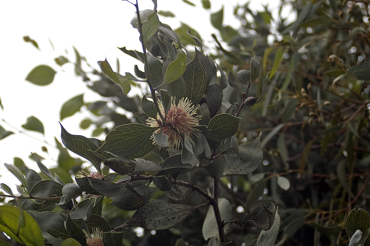 Hakea petiolaris, Sea urchin hakea — upright evergreen (Proteaceae) (image 8 of 10)