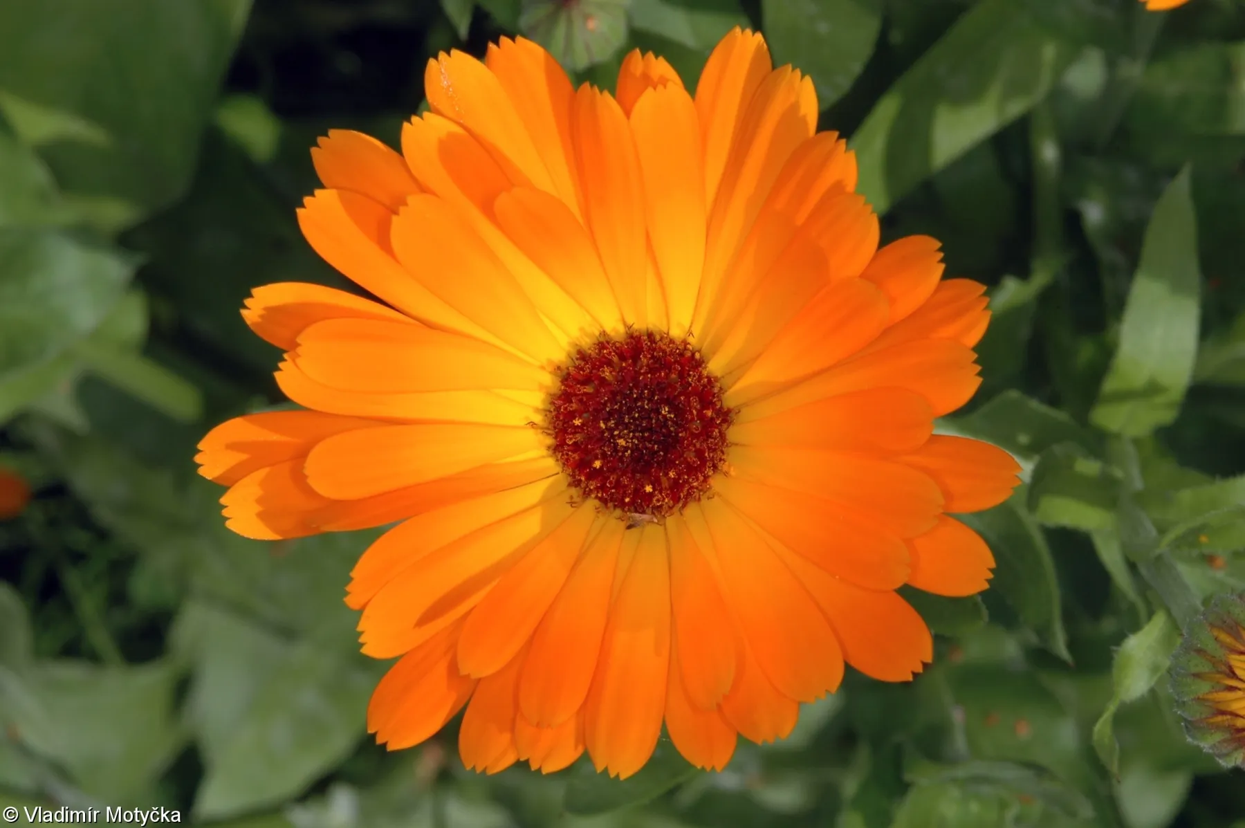 Calendula officinalis, pot marigold — mounding deciduous (Asteraceae) (image 1 of 3)