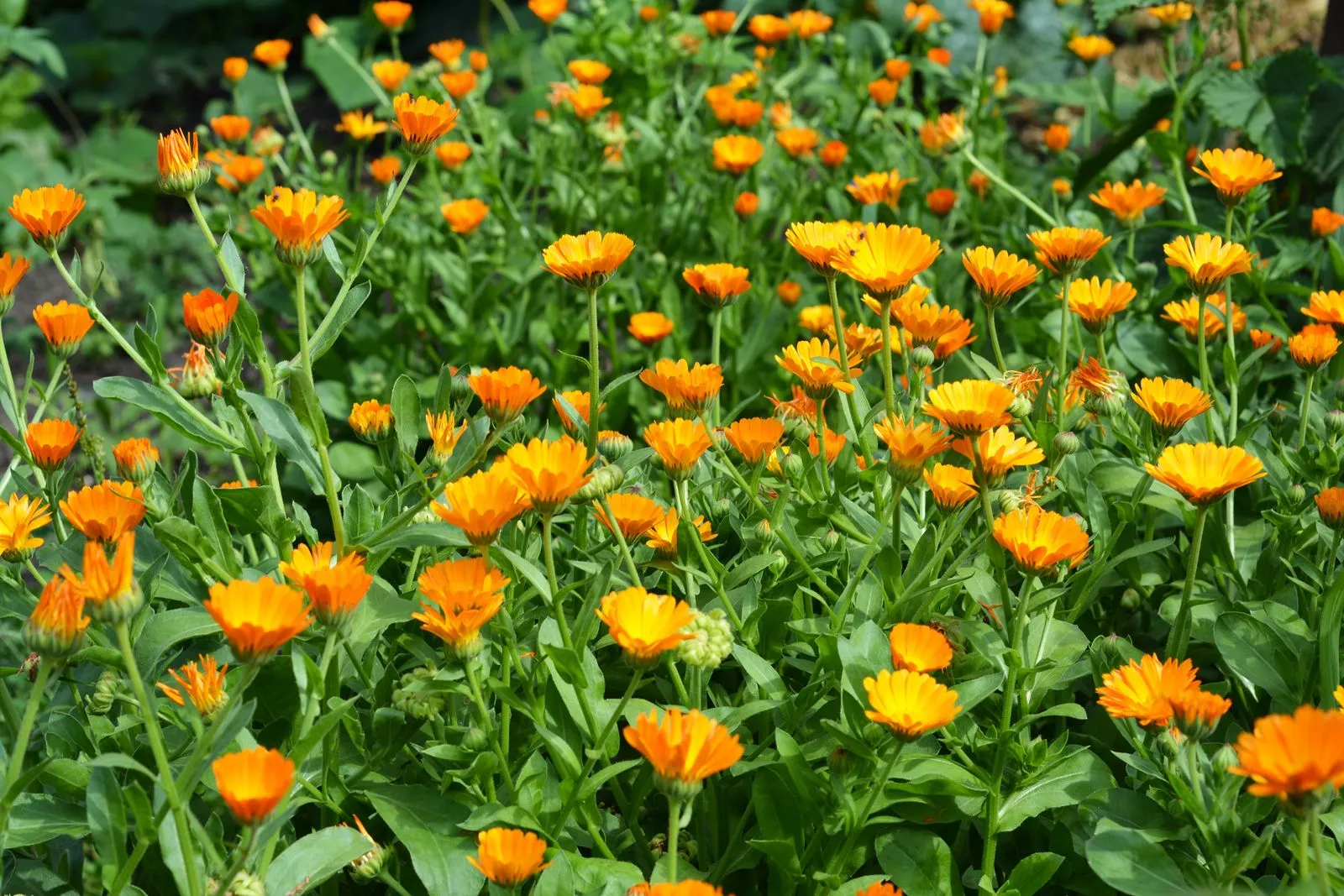Calendula officinalis, pot marigold — mounding deciduous (Asteraceae) (image 2 of 3)