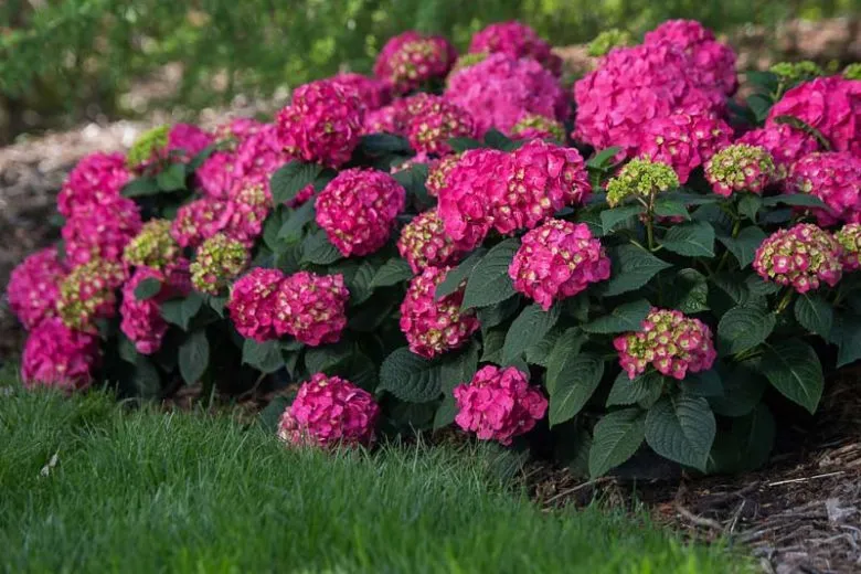 Hydrangea macrophylla 'Endless Summer', endless summer hydrangea — clumping deciduous (Hydrangeaceae) (image 1 of 8)