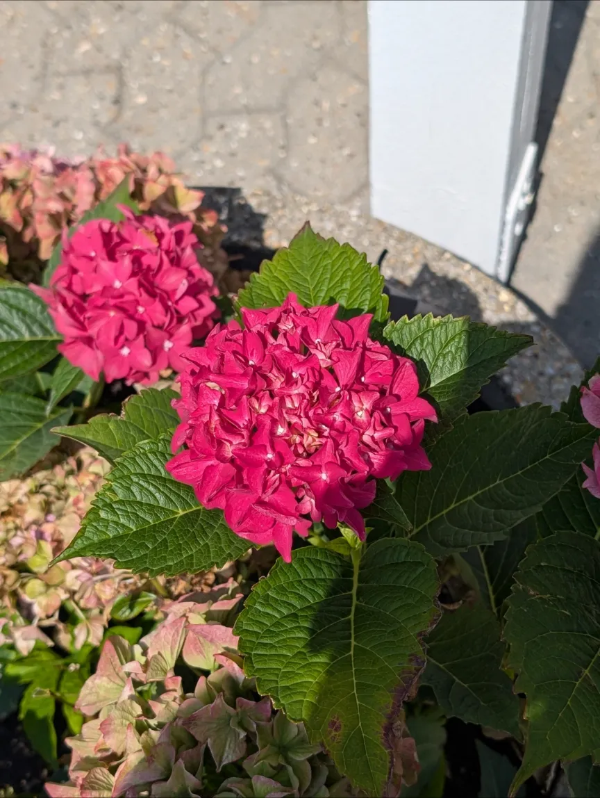 Hydrangea macrophylla 'Endless Summer', endless summer hydrangea — clumping deciduous (Hydrangeaceae) (image 2 of 8)