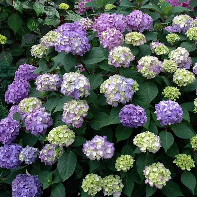 Hydrangea macrophylla 'Endless Summer', endless summer hydrangea — clumping deciduous (Hydrangeaceae) (image 3 of 8)
