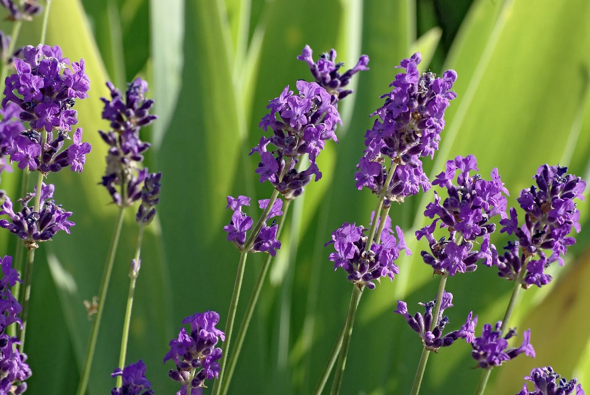 Lavandula angustifolia, English lavender — mounding evergreen (Lamiaceae) (image 2 of 8)