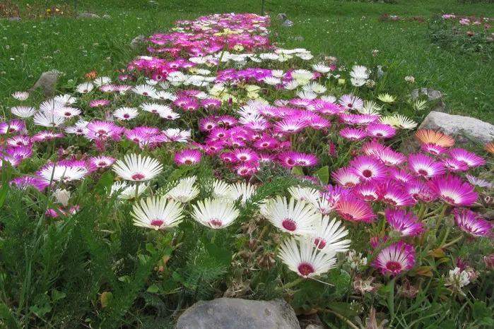 Mesembryanthemum spp., ice plants — trailing (Aizoaceae) (image 1 of 4)