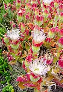 Mesembryanthemum spp., ice plants — trailing (Aizoaceae) (image 2 of 4)