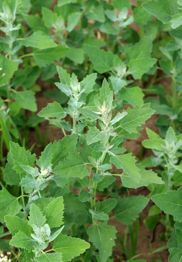 Oxybasis spp., goosefoot (Amaranthaceae) (image 2 of 3)