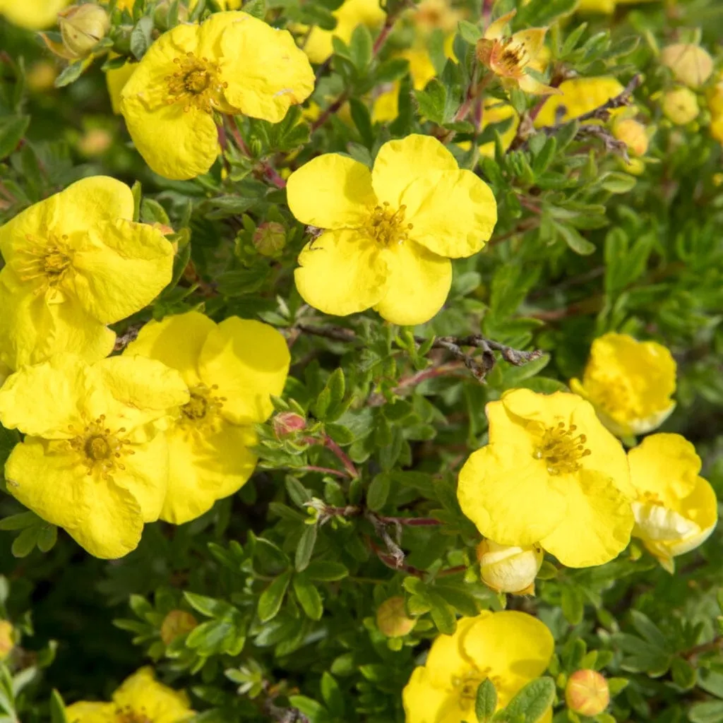 Potentilla fruticosa, shrubby cinquefoil — mounding deciduous (Rosaceae) (image 1 of 6)