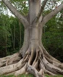 Ceiba pentandra, Cotten tree (Malvaceae) (image 1 of 5)