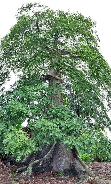 Ceiba pentandra, Cotten tree (Malvaceae) (image 2 of 5)
