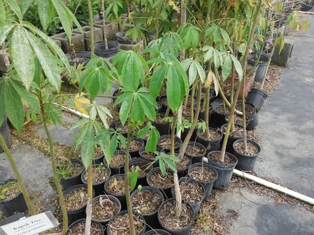 Ceiba pentandra, Cotten tree (Malvaceae) (image 3 of 5)