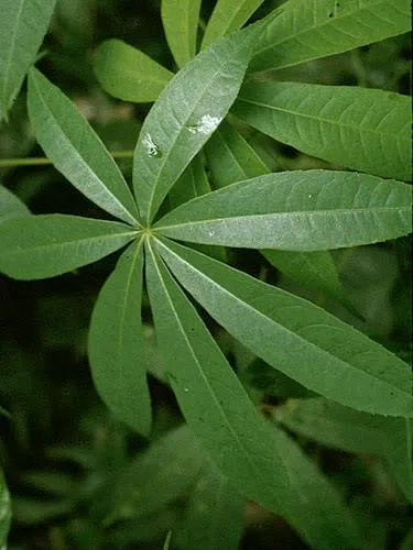Ceiba pentandra, Cotten tree (Malvaceae) (image 4 of 5)