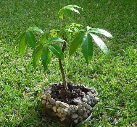 Ceiba pentandra, Cotten tree (Malvaceae) (image 5 of 5)
