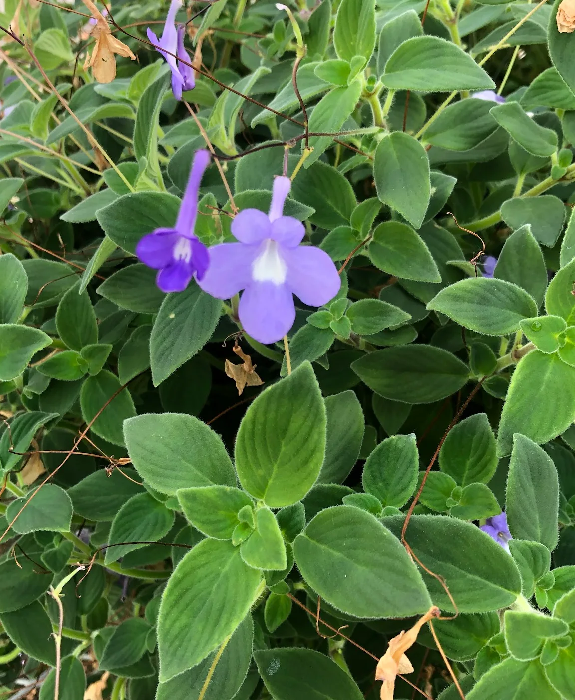 Streptocarpus spp., African primrose — evergreen (Gesneriaceae) (image 1 of 2)